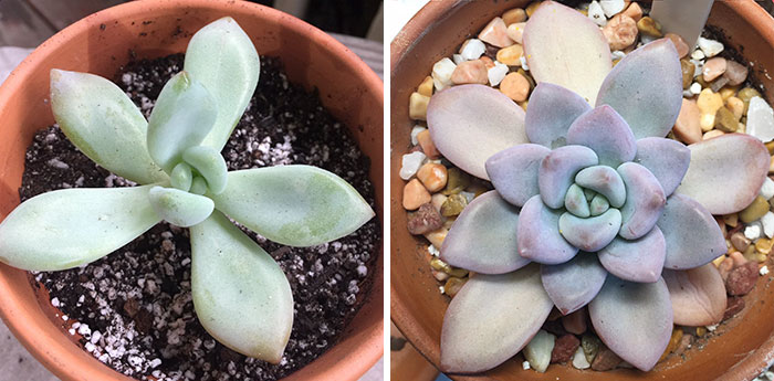 $1 Clearance Opalina, 6 Months Of Rehab