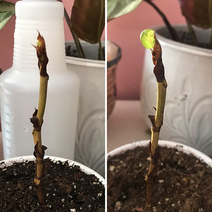 Pierre, My Fiddle Leaf Fig, Sprouted His First Leaf After Losing All Of His Old Ones. I’m So Over The Moon!