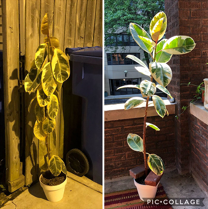 Do Plants Count? 5 Days After I Found It In The Trash This Beaut Is Thriving!