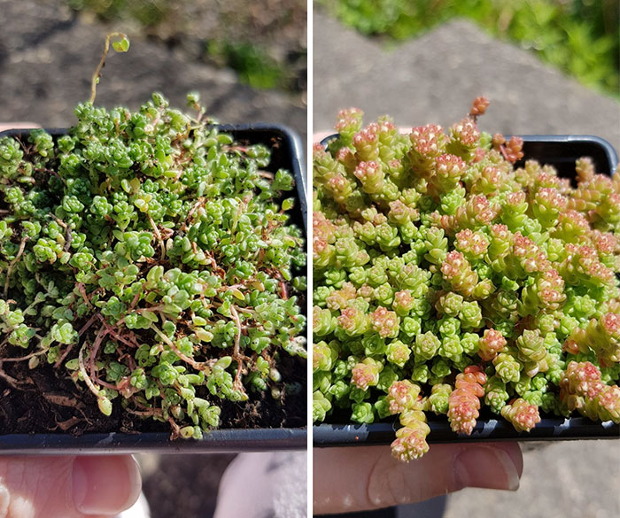 Three Months Of Progress On A Sad Sedum I Recieved In The Mail