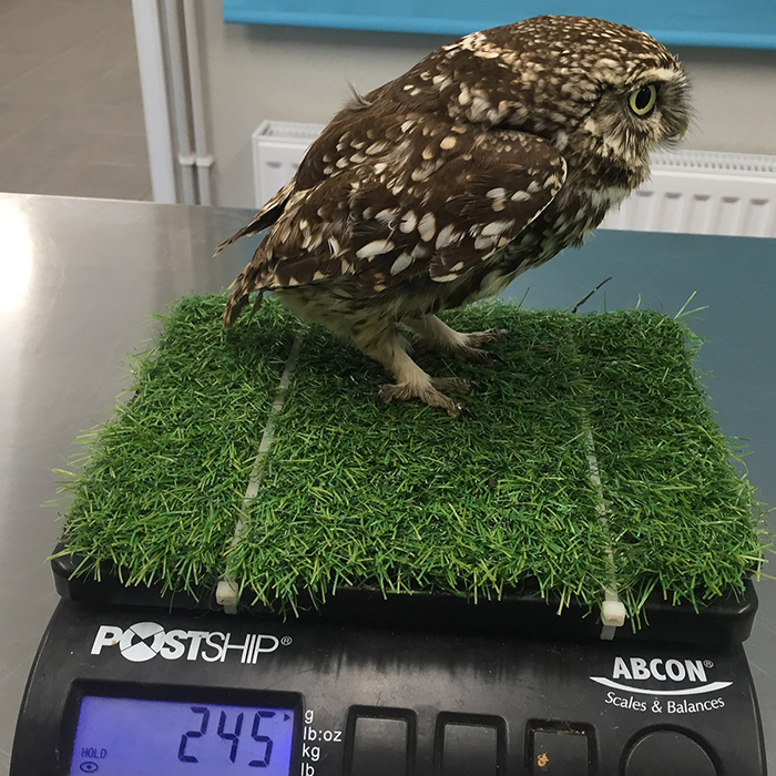 ‘Extremely Obese’ Owl Was Rescued After Being Too Fat To Fly ‘Extremely Obese’ Owl Was Rescued After Being Too Fat To Fly