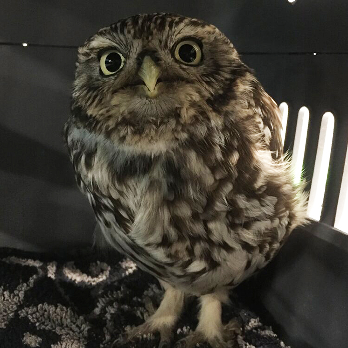 &lsquo;Extremely Obese&rsquo; Owl Was Rescued After Being Too Fat To Fly
