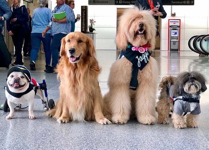 San Francisco Airport Has A "Wag Brigade" That Consists Of 22 Dogs And 1 Pig