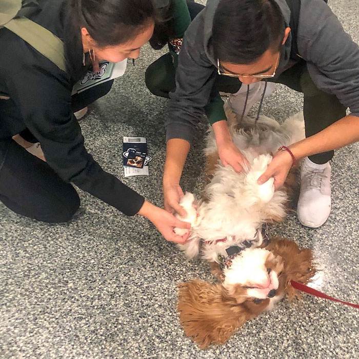 San Francisco Airport Has A "Wag Brigade" That Consists Of 22 Dogs And 1 Pig
