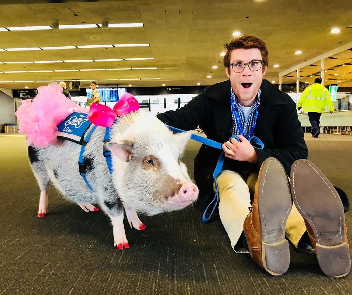 San Francisco Airport Has A "Wag Brigade" That Consists Of 22 Dogs And 1 Pig