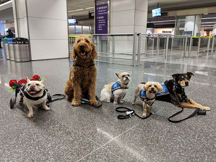 San Francisco Airport Has A "Wag Brigade" That Consists Of 22 Dogs And 1 Pig San Francisco Airport Has A "Wag Brigade" That Consists Of 22 Dogs And 1 Pig
