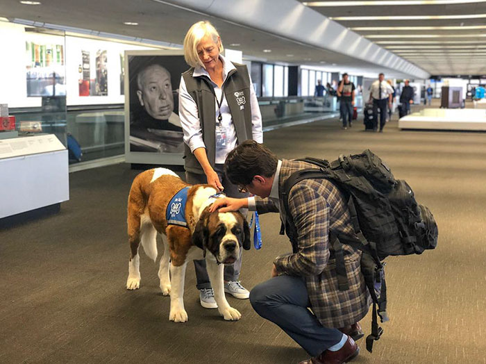 San Francisco Airport Has A "Wag Brigade" That Consists Of 22 Dogs And 1 Pig