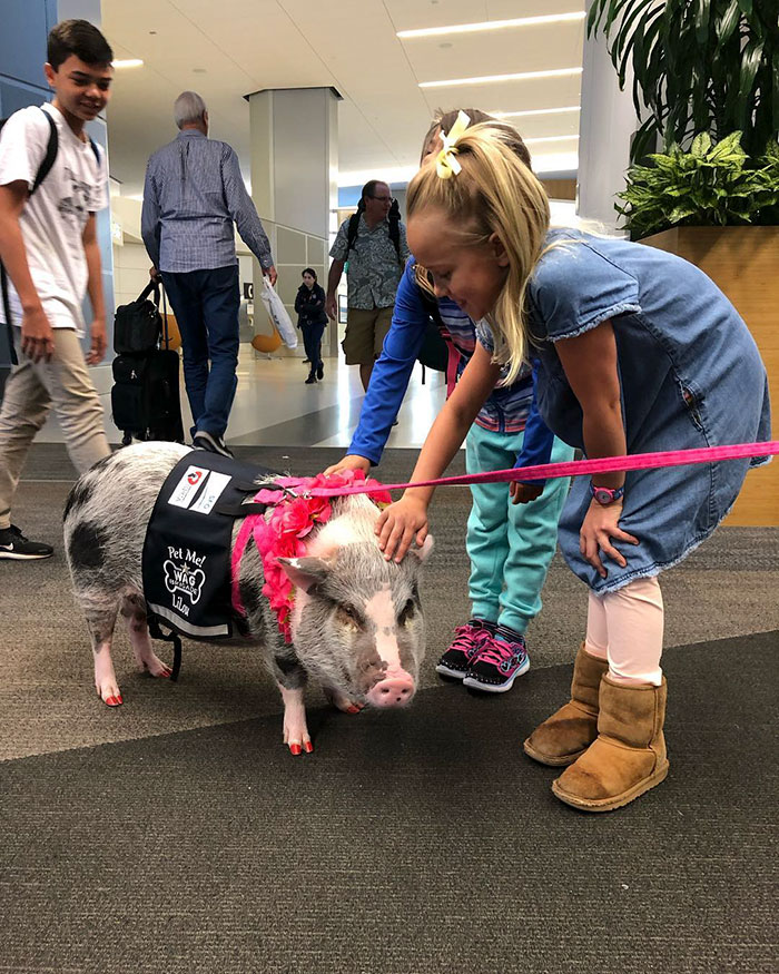 San Francisco Airport Has A "Wag Brigade" That Consists Of 22 Dogs And 1 Pig