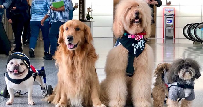 San Francisco Airport Has A “Wag Brigade” That Consists Of 22 Dogs And 1 Pig
