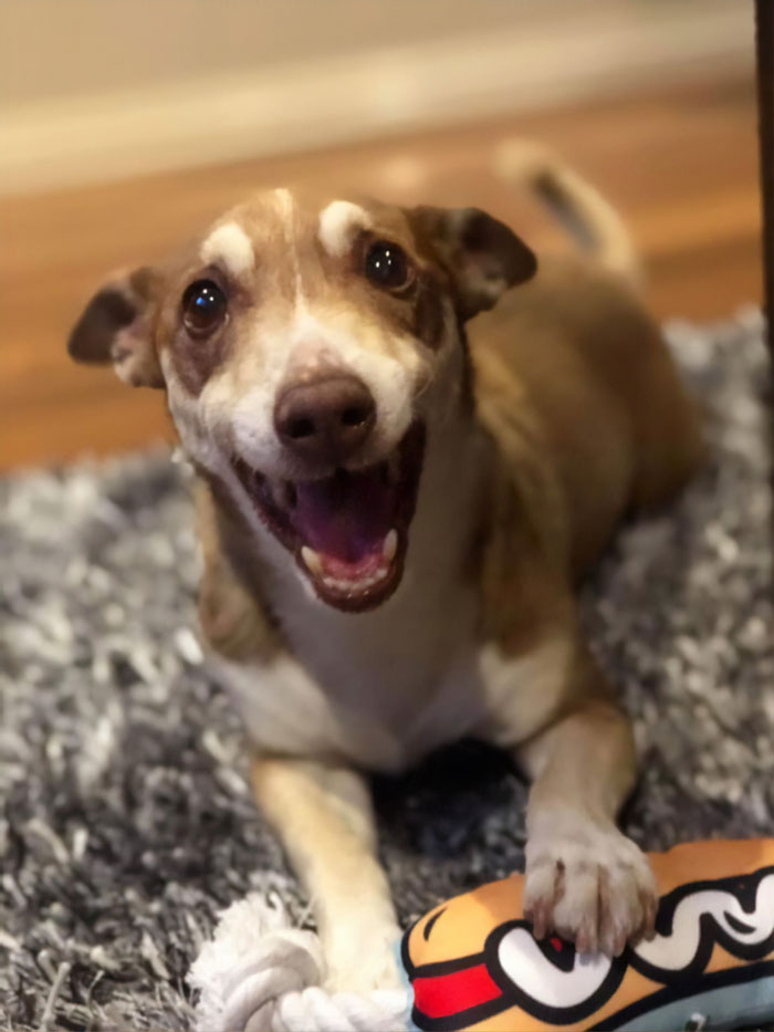 Family Throws A Surprise Birthday Party For Its 13 Y.O. Senior Dog And He Can't Believe They Remembered Family Throws A Surprise Birthday Party For Its 13 Y.O. Senior Dog And He Can't Believe They Remembered