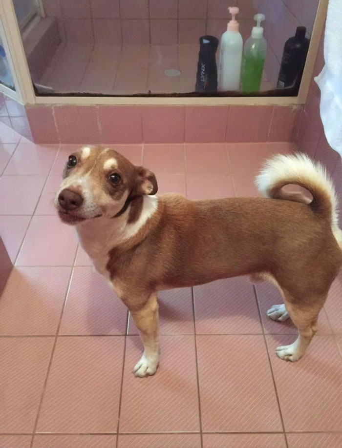 Family Throws A Surprise Birthday Party For Its 13 Y.O. Senior Dog And He Can't Believe They Remembered Family Throws A Surprise Birthday Party For Its 13 Y.O. Senior Dog And He Can't Believe They Remembered