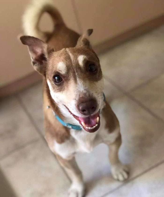 Family Throws A Surprise Birthday Party For Its 13 Y.O. Senior Dog And He Can't Believe They Remembered Family Throws A Surprise Birthday Party For Its 13 Y.O. Senior Dog And He Can't Believe They Remembered