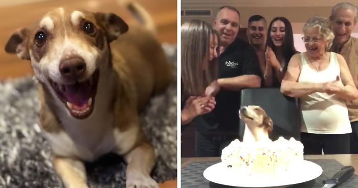 Family Throws A Surprise Birthday Party For Its 13 Y.O. Senior Dog And He Can’t Believe They Remembered