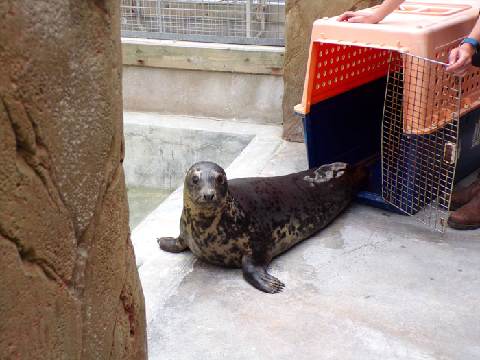 Sausage Doggy And Seal Puppy Met On Vacation, Became BFFs Immediately