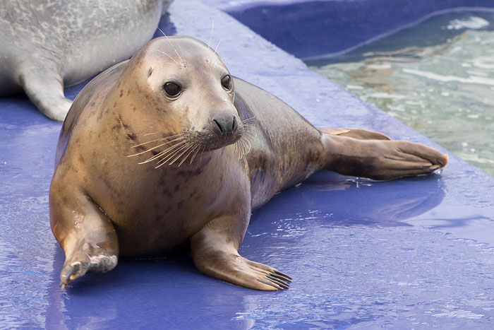 Sausage Doggy And Seal Puppy Met On Vacation, Became BFFs Immediately