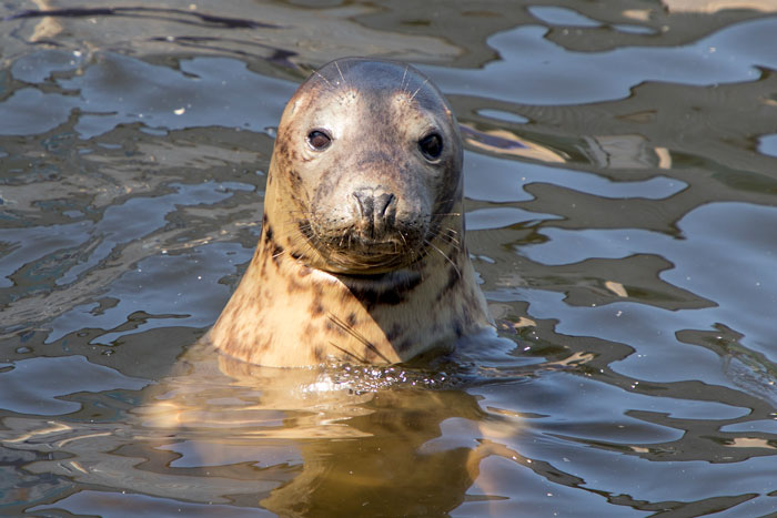 Sausage Doggy And Seal Puppy Met On Vacation, Became BFFs Immediately