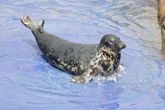 Sausage Doggy And Seal Puppy Met On Vacation, Became BFFs Immediately