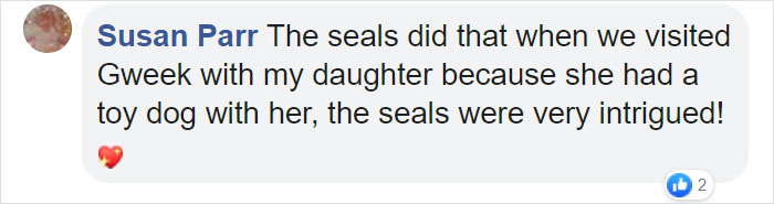 Sausage Doggy And Seal Puppy Met On Vacation, Became BFFs Immediately