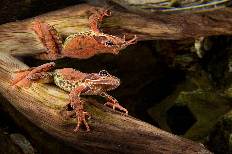 Portrait Category: 'Reflection, Common Frog (Rana Temporaria)' By Mirko Zanni, Switzerland