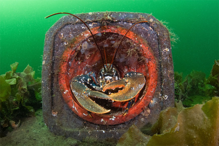 British Waters Living Together Category: 'Cone Home' By Kirsty Andrews, UK