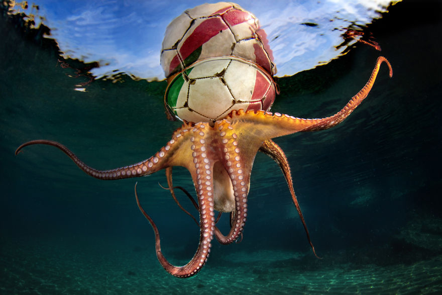 Behaviour Category Winner: 'Octopus Training' By Pasquale Vassallo, Italy