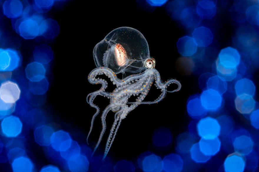 Macro Category: 'Bling' By Lilian Koh, Singapore