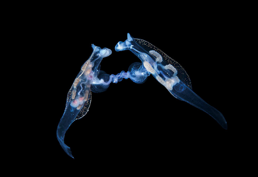 Behaviour Category: 'Mating Nudibranchs' By Steven Kovacs, USA