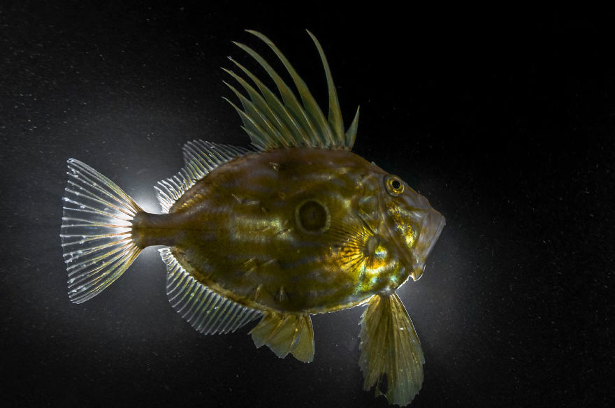 British Waters Compact Category:v'saint Peter’s Fish' By Colin Garrett, UK