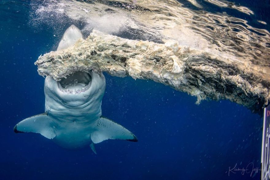 Behaviour Category: 'Great White Bite' By Kimberly Jeffries, USA