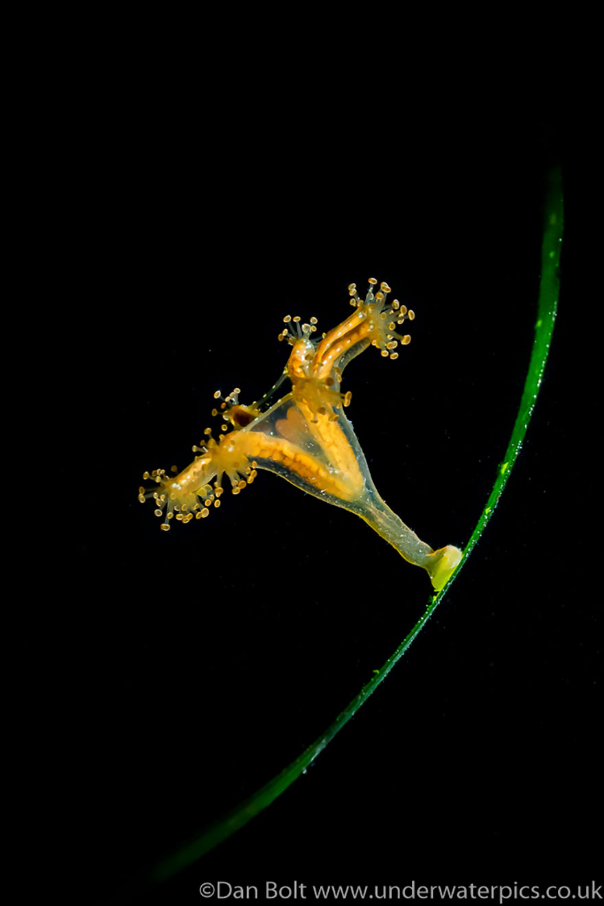 British Waters Macro Category: 'Stalker In The Meadow' By Dan Bolt, UK