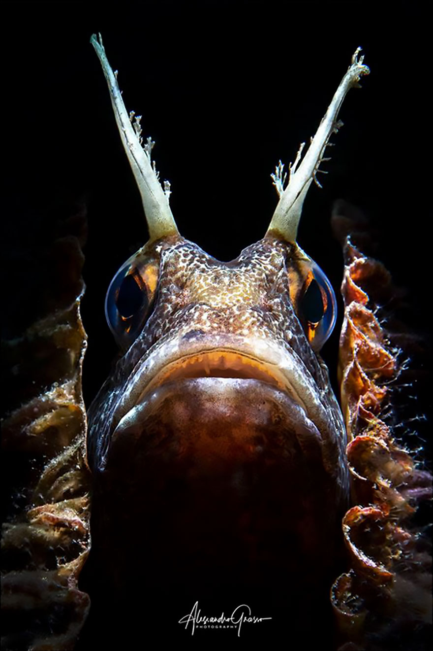 Macro Category: 'Blennius Ocellaris' By Alessandro Grasso, Italy