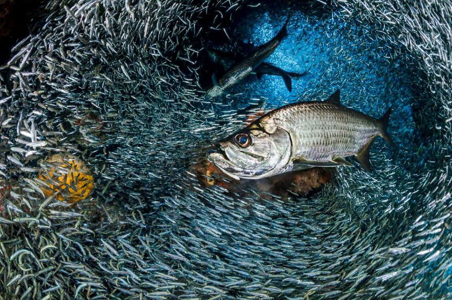 Behaviour Category: 'The Hunt' By Nadya Kulagina, Kazakhstan