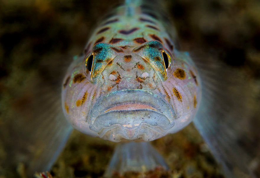 British Waters Macro Category: 'Leopard' By Cathy Lewis, UK