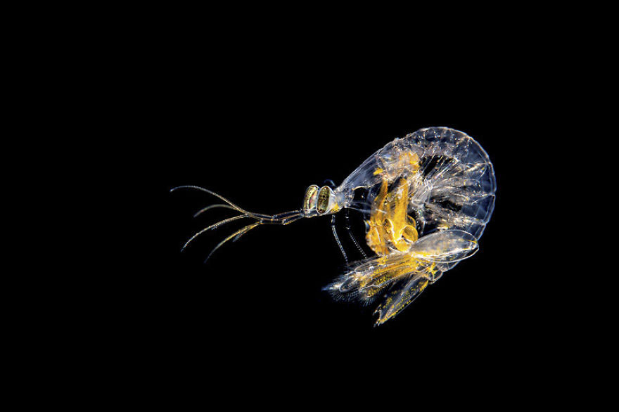 Up & Coming Category: 'Dancing Mantis Shrimp' By Pascal Rusch, Switzerland