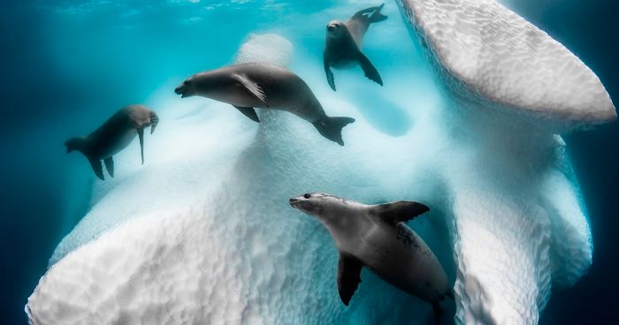 The Winners Of The 2020 Underwater Photographer Of The Year Contest Might Take Your Breath Away (30 Pics)