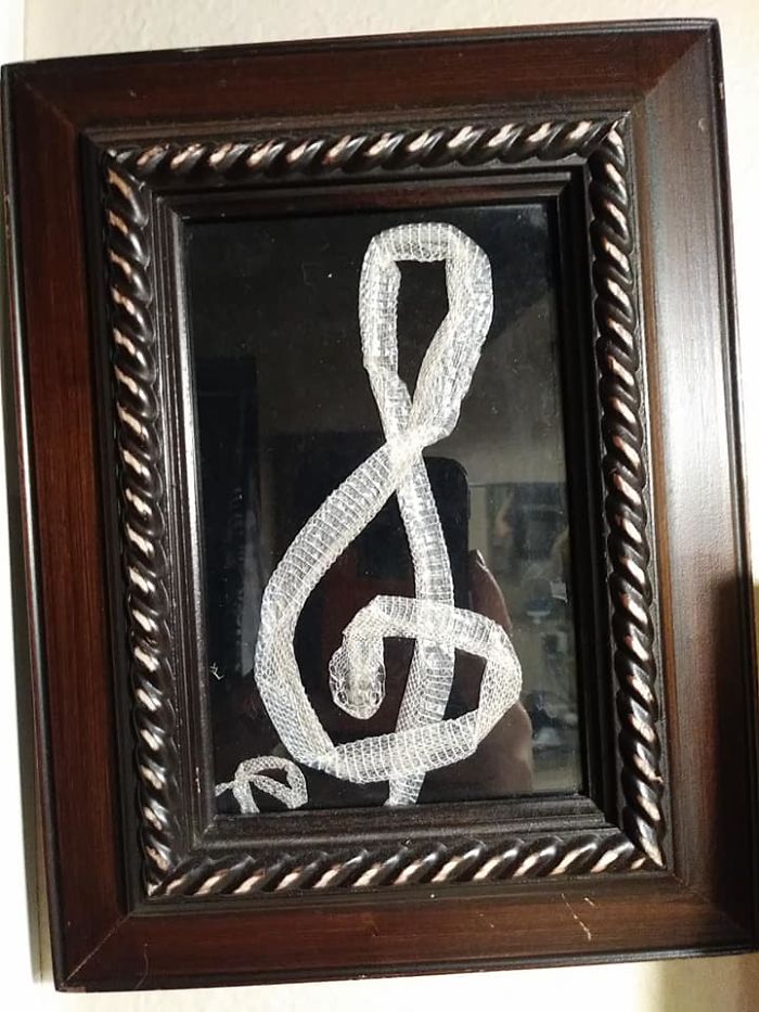 Framed Snake Skin Treble Clef. Good Life Super Thrift, Bradenton Fl. Got It!