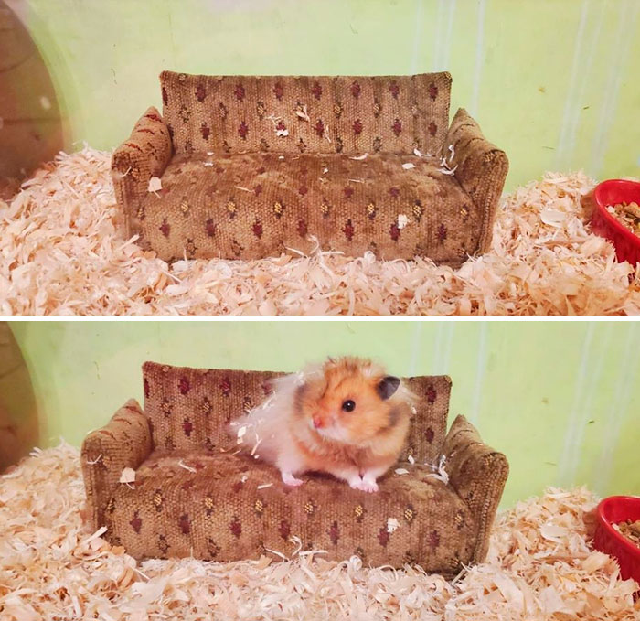 I Heard You Guys Liked Tiny Couches. Garbanzo Enjoys His Tiny 90s Couch Too