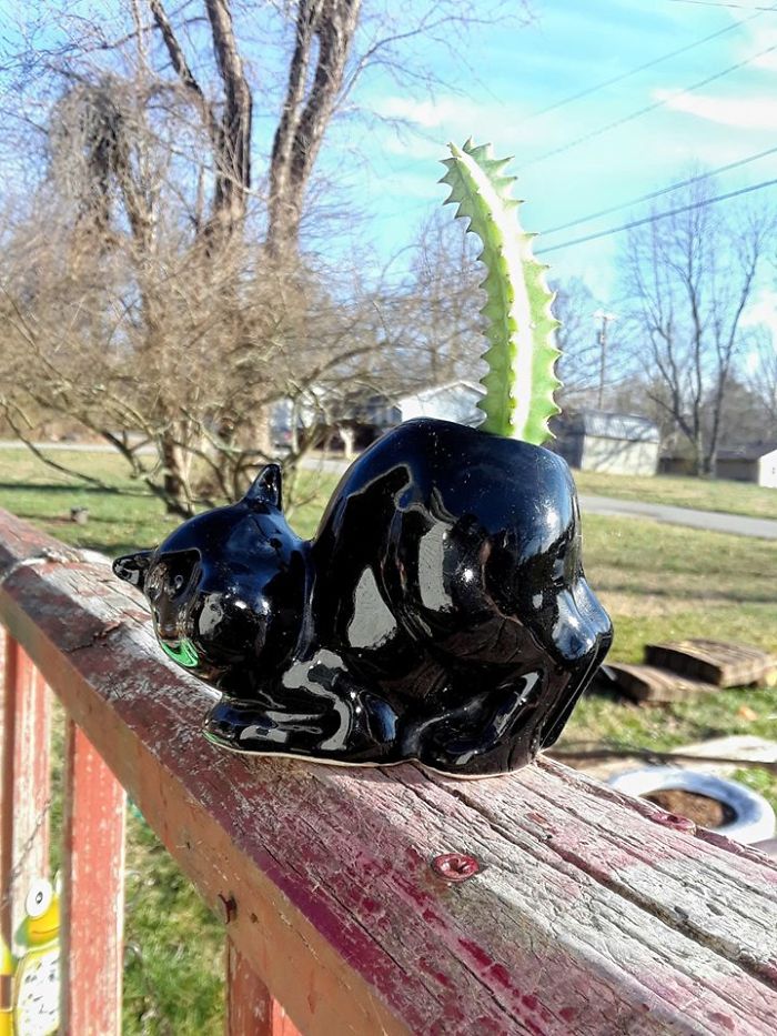 Got It Home, Planted A Piece Of Our Succulent In It And Touched Up Some Chipped Places With Black, Glossy Nail Polish. I Think I'm Going To Glue Some Emerald Gems On The Eyes. It Will Be A Gift For My Daughter. Her 1st Plant In Her 1st Apartment