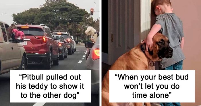 35 Uplifting Dog Posts To Make Your Day Better