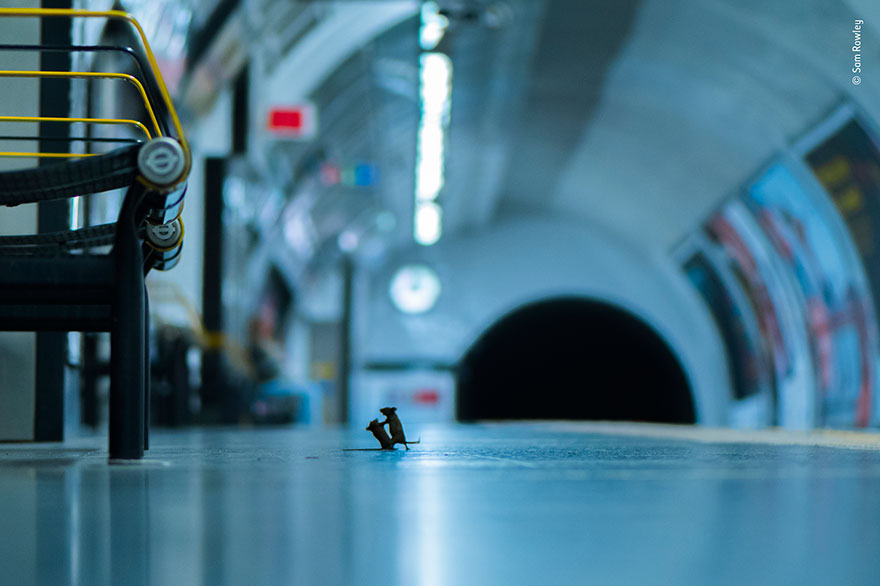 Mouse Fight On Subway Wins People&rsquo;s Choice For Wildlife Photographer Of The Year