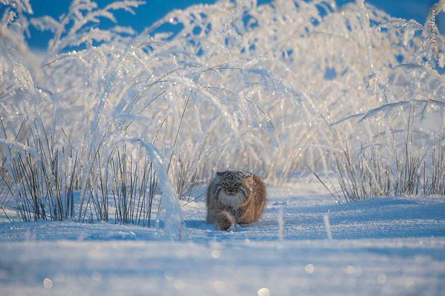 Mouse Fight On Subway Wins People&rsquo;s Choice For Wildlife Photographer Of The Year