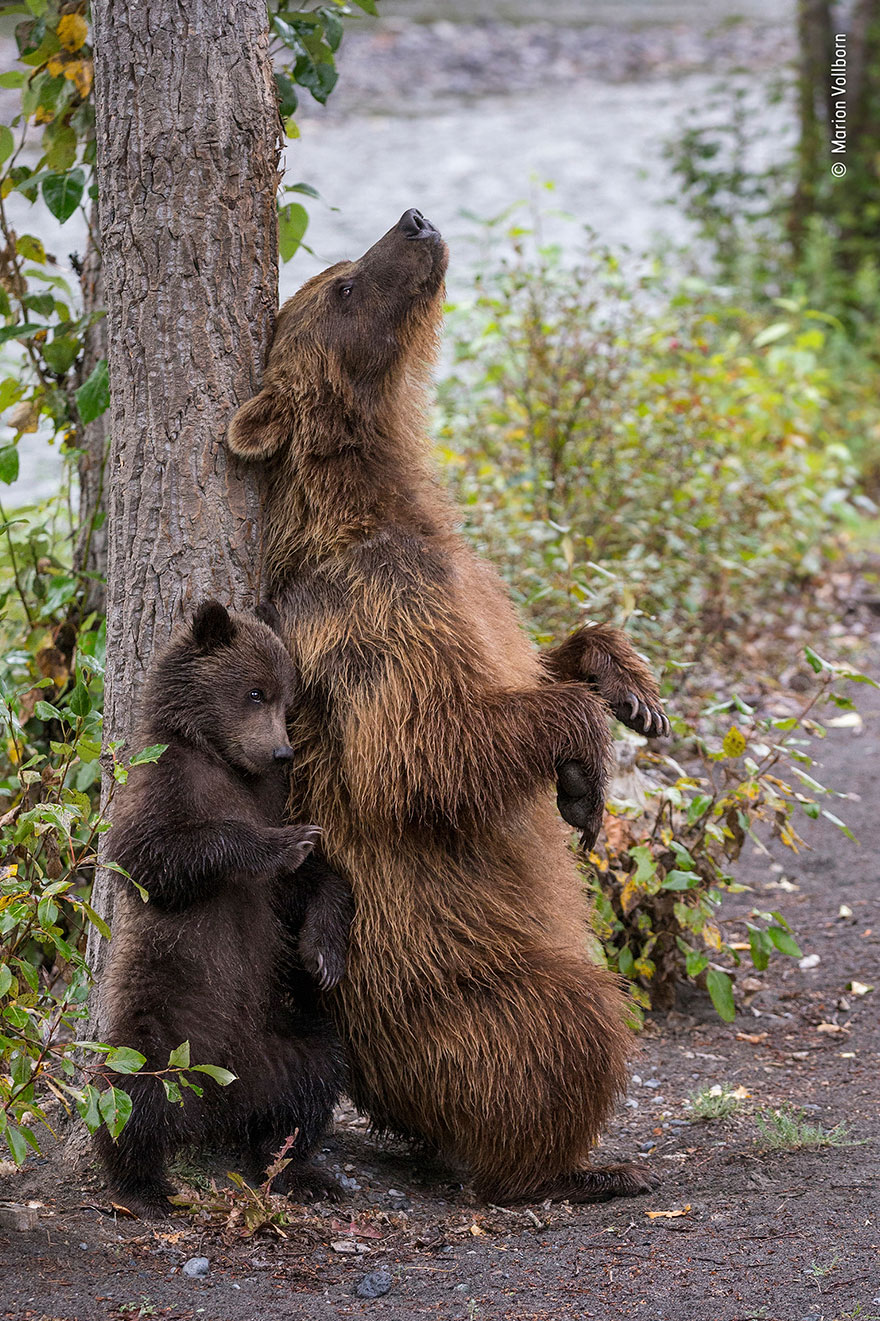 Mouse Fight On Subway Wins People&rsquo;s Choice For Wildlife Photographer Of The Year