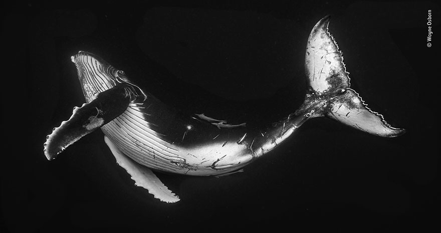 Mouse Fight On Subway Wins People&rsquo;s Choice For Wildlife Photographer Of The Year