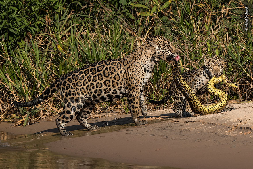 Mouse Fight On Subway Wins People&rsquo;s Choice For Wildlife Photographer Of The Year