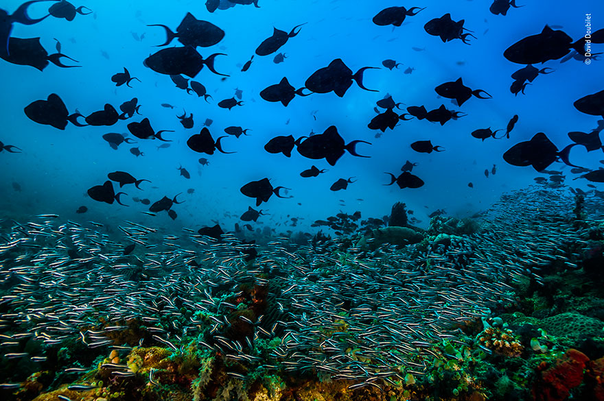 Mouse Fight On Subway Wins People&rsquo;s Choice For Wildlife Photographer Of The Year