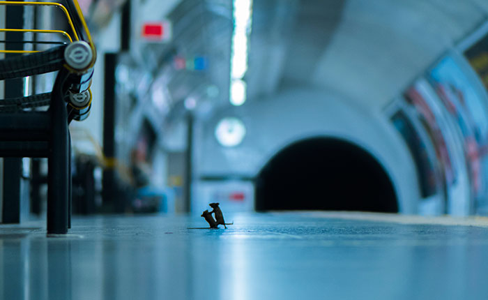 Mouse Fight On Subway Wins People’s Choice For Wildlife Photographer Of The Year