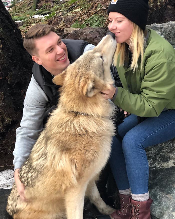 This Island Is Full Of Friendly Wolves And You Can Visit It This Island Is Full Of Friendly Wolves And You Can Visit It