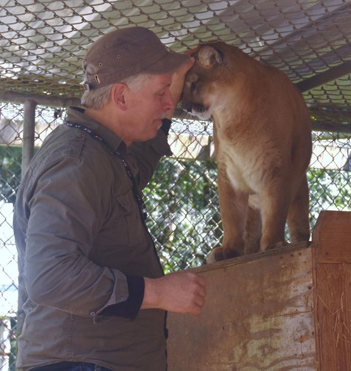 This Island Is Full Of Friendly Wolves And You Can Visit It This Island Is Full Of Friendly Wolves And You Can Visit It