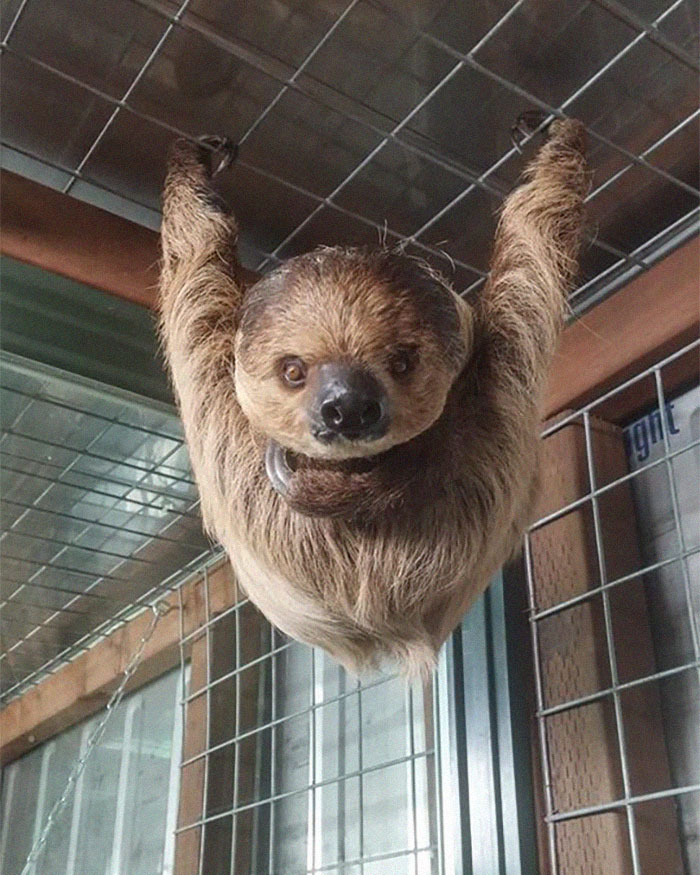 This Island Is Full Of Friendly Wolves And You Can Visit It This Island Is Full Of Friendly Wolves And You Can Visit It