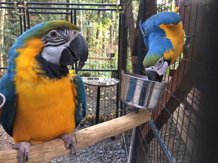 This Island Is Full Of Friendly Wolves And You Can Visit It This Island Is Full Of Friendly Wolves And You Can Visit It